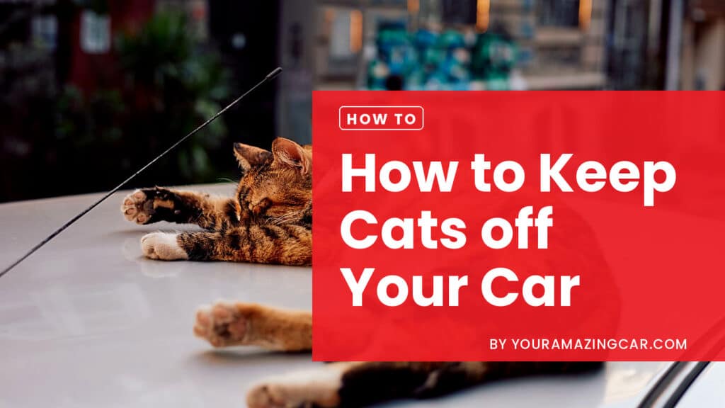How to keep cats off your car How to keep cats off your car
