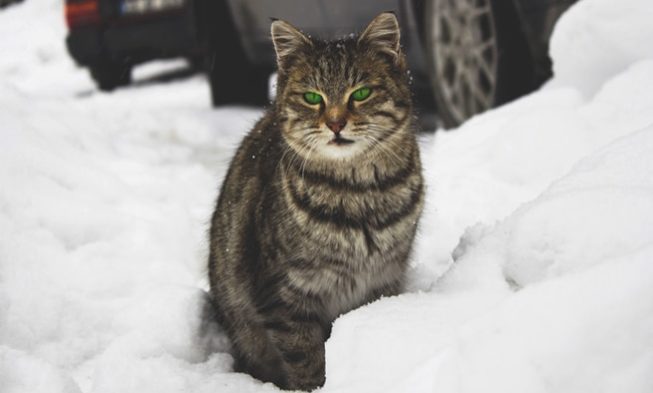 How to Keep Cats Off Your Car img
