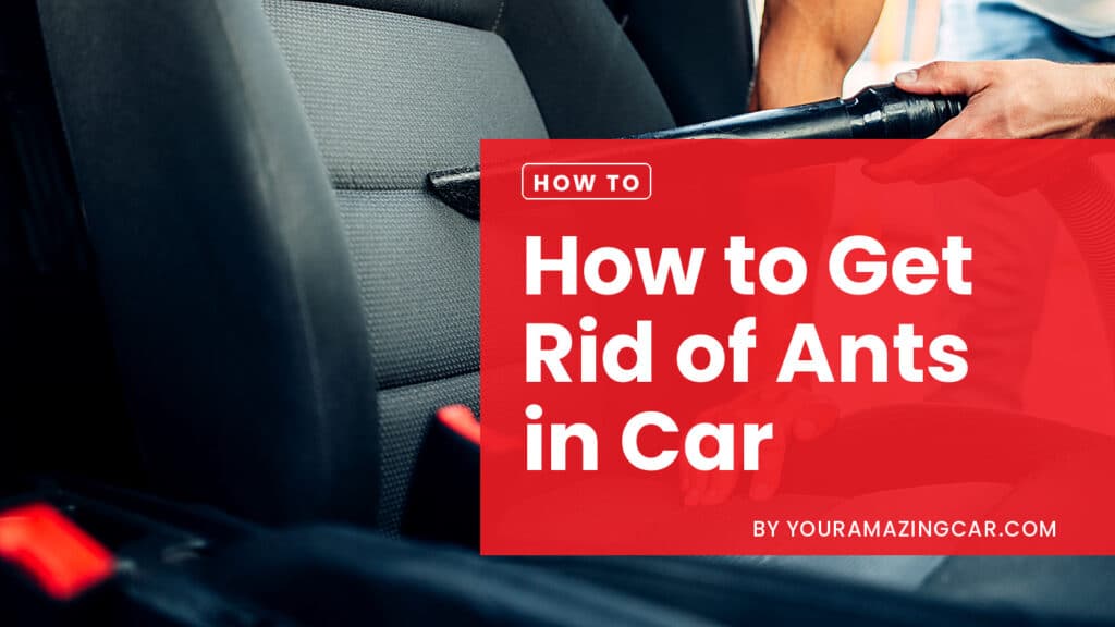 How to get rid of ants in car How to get rid of ants in car