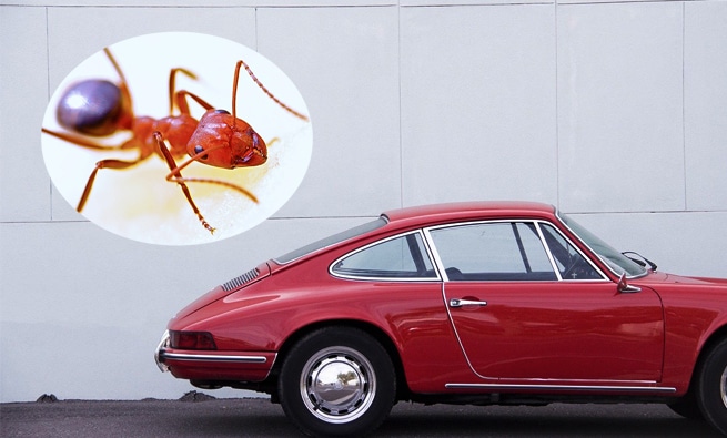 How to get rid of ants in car
