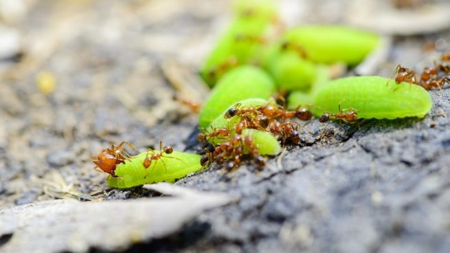 Fire ants looking for food